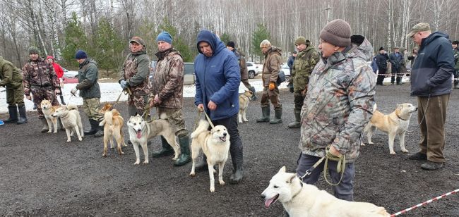 Выставка охотничьих собак в Ухте около бассейна 